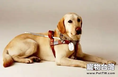 巧遇導盲犬我們應該怎麼做