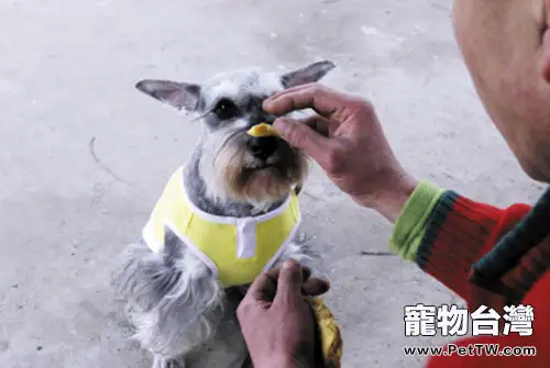 狗狗拒食的訓練方法(1圖)-寵物台灣