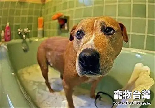 怎麼給狗狗洗澡？
