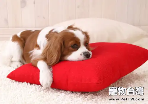 被狗狗抓傷後怎麼辦