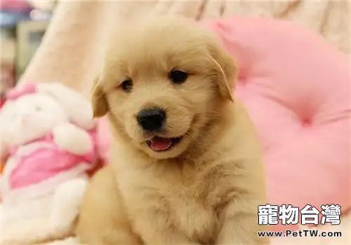 狗狗驅蟲多少錢?(1圖)-寵物台灣