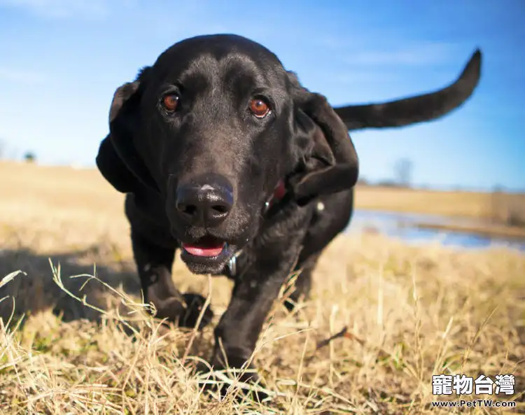 狗狗體形消瘦主人該怎麼做