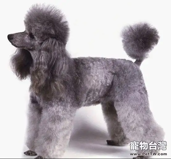 狗狗斷尾的幾種原因(1圖)-寵物台灣