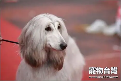 為狗狗梳毛也能改善毛髮粗糙(1圖)-寵物台灣