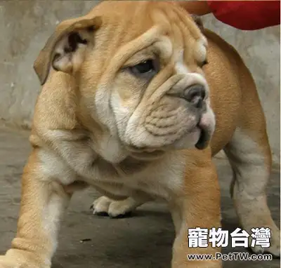 一例犬胃扭轉的診治