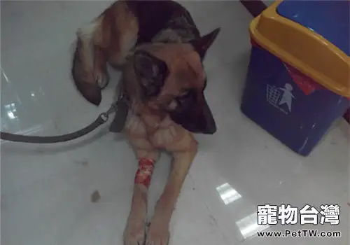 一例犬胃扭轉的診治