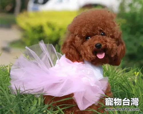如何為泰迪犬挑選泰迪狗糧