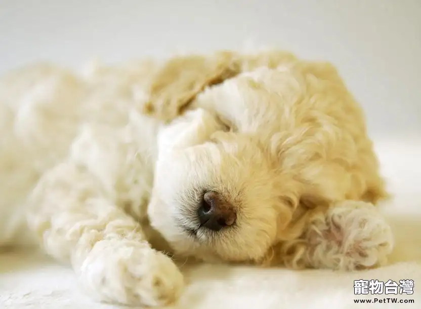 貴賓犬是否可以喝酸奶(1圖)-寵物台灣