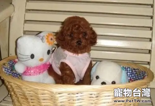 購買泰迪幼犬時的注意事項(1圖)-寵物台灣