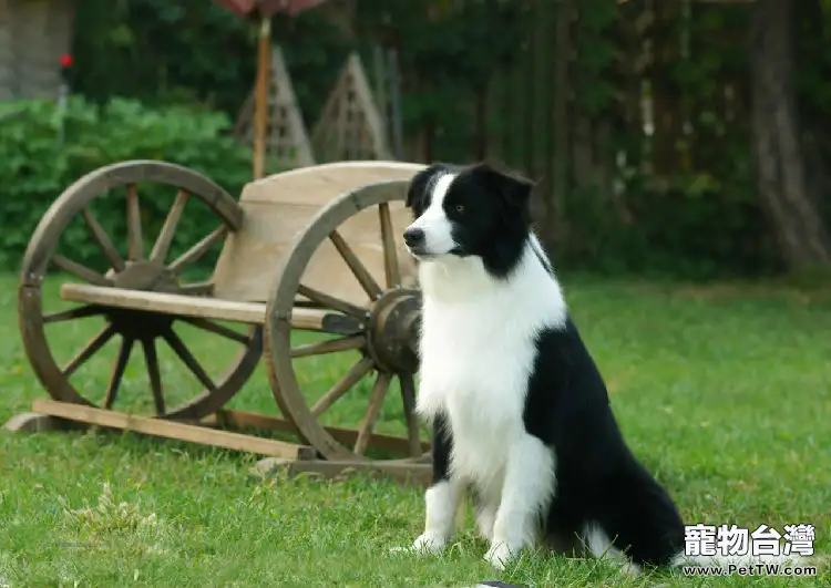 邊境牧羊犬的性格介紹(1圖)-寵物台灣