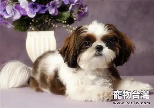 西施犬價格的分析(1圖)-寵物台灣