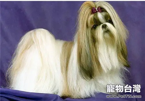 西施犬好養嗎?(1圖)-寵物台灣
