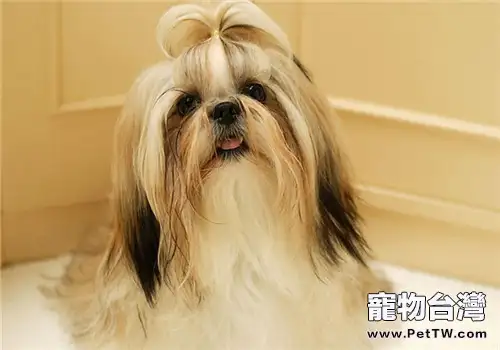 西施犬的壽命有多長(1圖)-寵物台灣