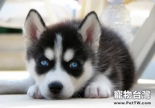 哈士奇幼犬的訓練方法(1圖)-寵物台灣