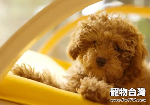 泰迪怎麼養最科學(1圖)-寵物台灣