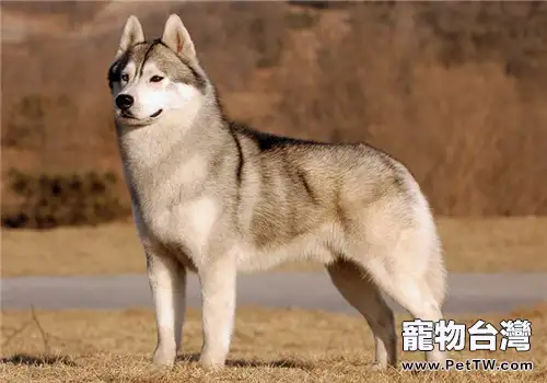哈士奇犬捨告訴您:小哈與阿拉斯加的區別(共2張圖片)-寵物台灣
