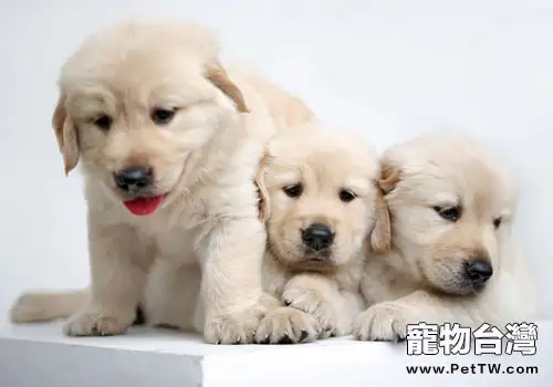 讓狗狗遠離口臭的最好辦法（1圖）-寵物台灣