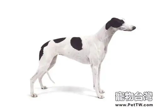 長跑健將——靈緹犬