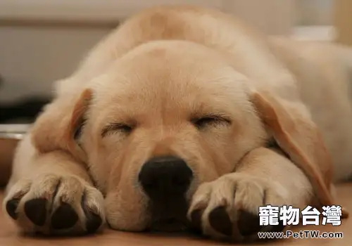 讓狗狗備受困擾的關節炎