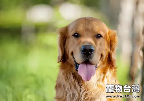 狗狗為什麼會咬人（1圖）-寵物台灣