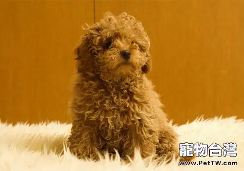 泰迪挑選的五個注意事項(共6張圖片)-寵物台灣