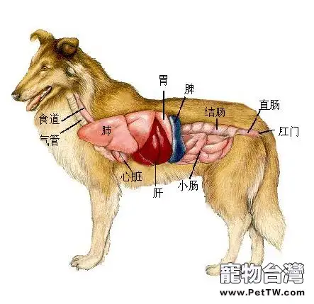護養狗狗腎臟的重要性(1圖)-寵物台灣