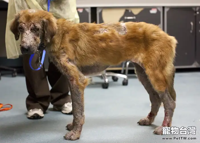 國外是如何解決流浪動物問題的（1圖）-寵物台灣