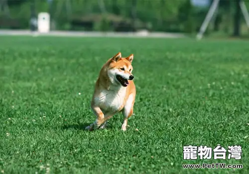 狗狗磨牙是怎麼回事