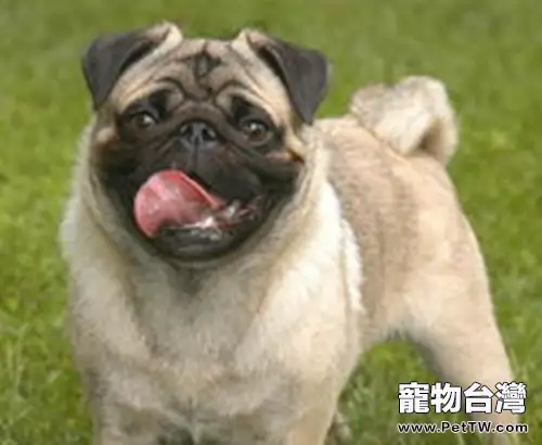 為寵物海淘食品也存在風險（1圖）-寵物台灣