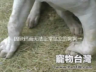 狗狗缺鈣了怎麼辦