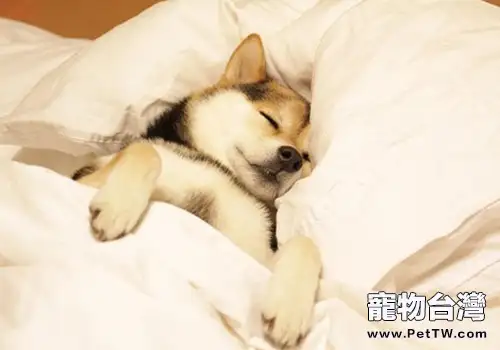 狗狗打架的真正原因是什麼