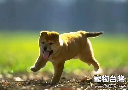 狗狗不吃飯怎麼辦