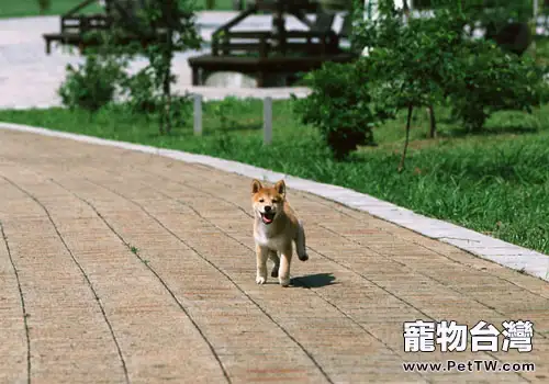 狗狗挑食該怎麼辦