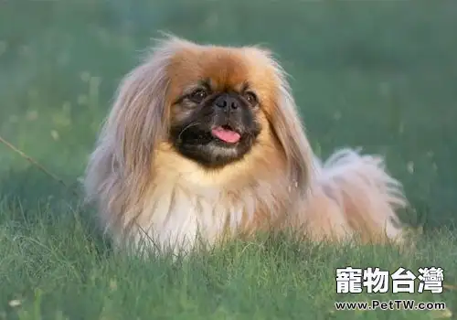 如何去除狗狗體味(1圖)-寵物台灣