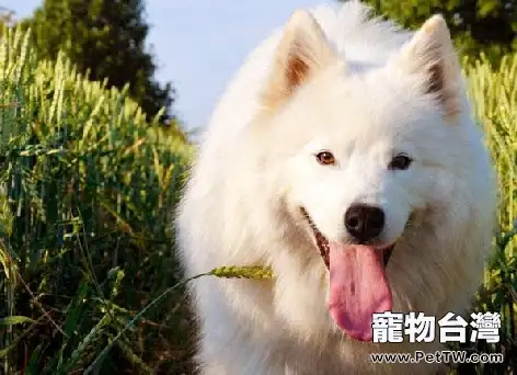狗狗過量攝入維生素的危害