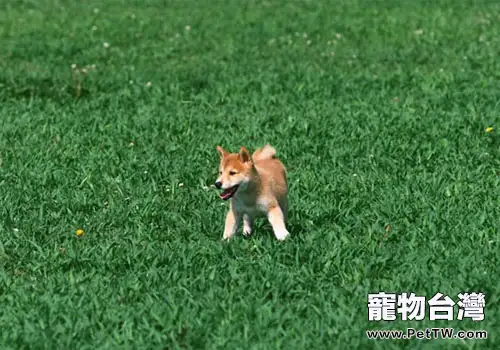 狗狗貧血知多少(共6張圖片)-寵物台灣