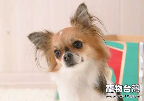 狂犬病的傳播途徑究竟有多少種