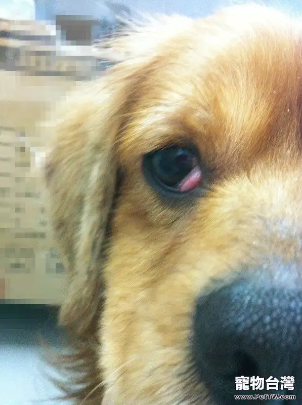 狗狗的「櫻桃眼」該怎麼辦？