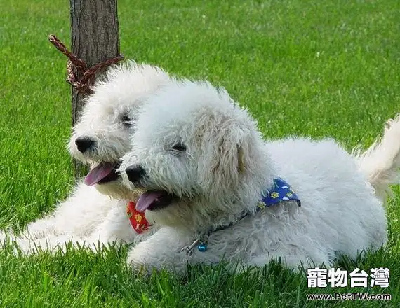 狗狗聞屁股是他們的社交方式(1圖)-寵物台灣