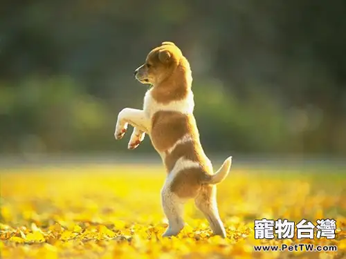 訓練狗狗時的正確獎勵方式(1圖)-寵物台灣