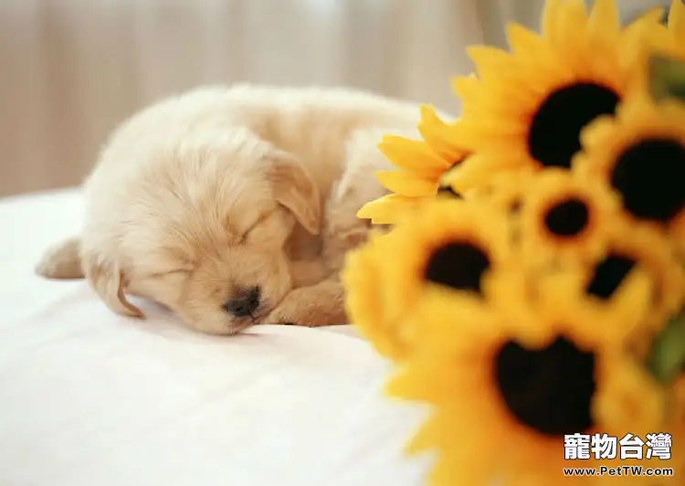 狗狗不同睡覺姿勢解析（1圖）-寵物台灣