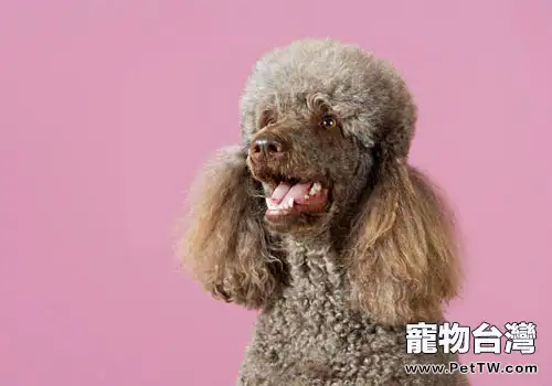 狗狗聞癌症靠不靠譜