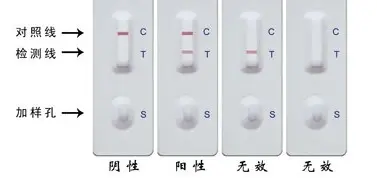 犬常見傳染病之犬冠狀病毒病