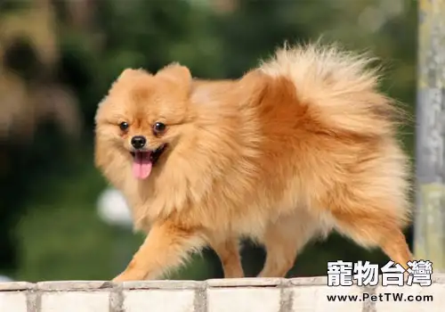 犬常見傳染病之犬冠狀病毒病(共2張圖片)-寵物台灣