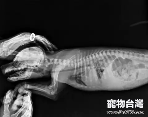 小病宜治不宜拖—犬大葉性肺炎 小病宜治不宜拖—犬大葉性肺炎