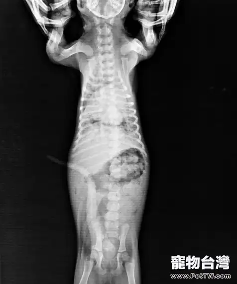 小病宜治不宜拖—犬大葉性肺炎 小病宜治不宜拖—犬大葉性肺炎