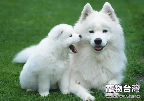 小病宜治不宜拖—犬大葉性肺炎(共3張圖片)-寵物台灣