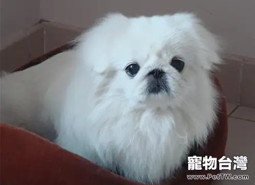 不要盲目的給京巴狗剃毛(1圖)-寵物台灣