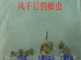 一例蜱蟲叮咬的病例分析