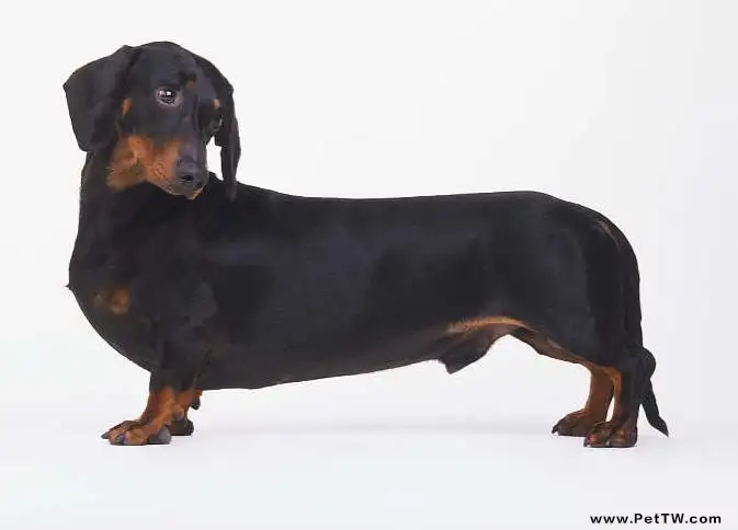 關於短毛臘腸犬的介紹(1圖)-寵物台灣